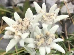 Edelweiss nature sauvage Queyras, animation famille